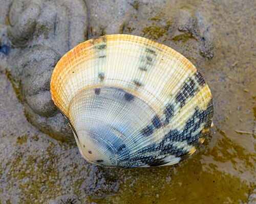 アサリ（参考写真）