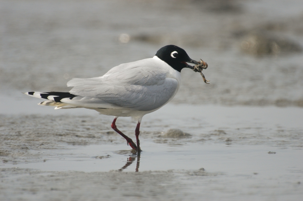 有明海の鳥