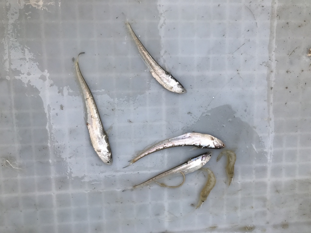 有明海の魚