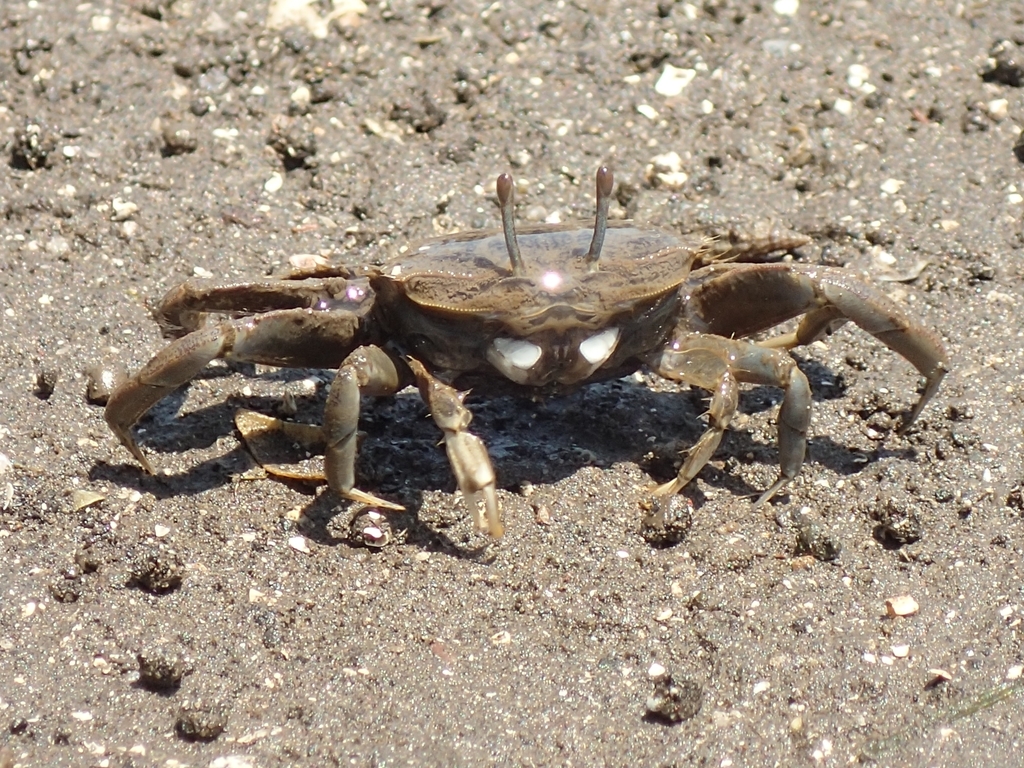 有明海のカニ